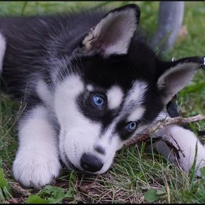 Meet your Posher, Yanqi